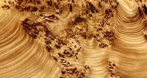 Текстура древесины карагача